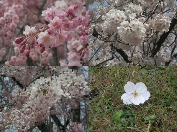桜4種